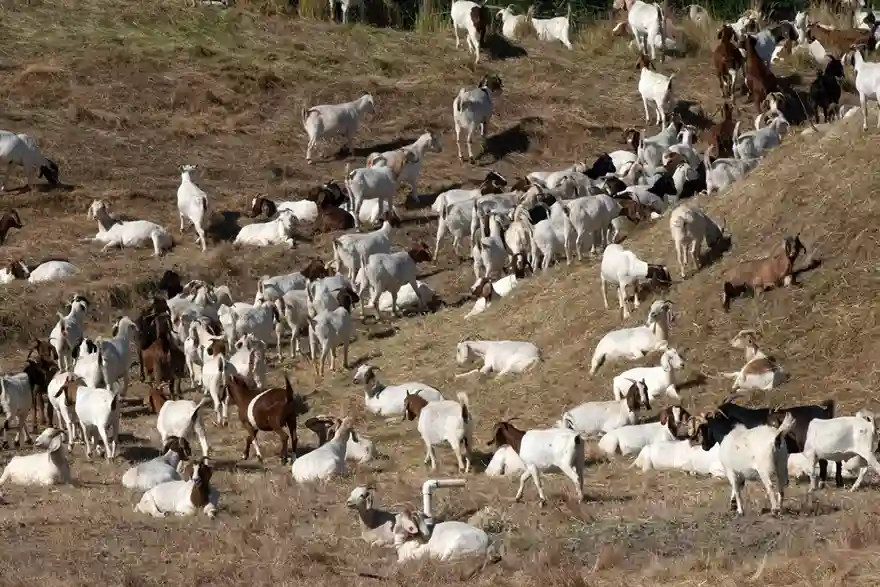 where to rent f goats to clear grass solano county