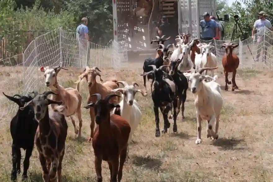 where to rent f goats to clear grass solano county