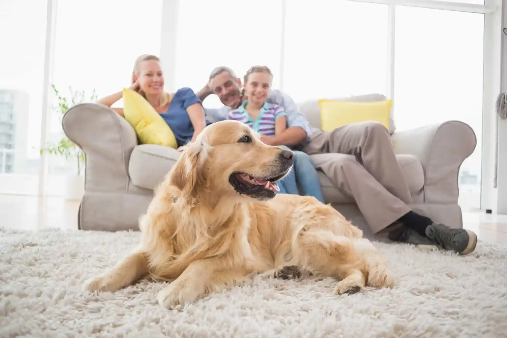 Starting a Home and Pet Care Business in Virginia