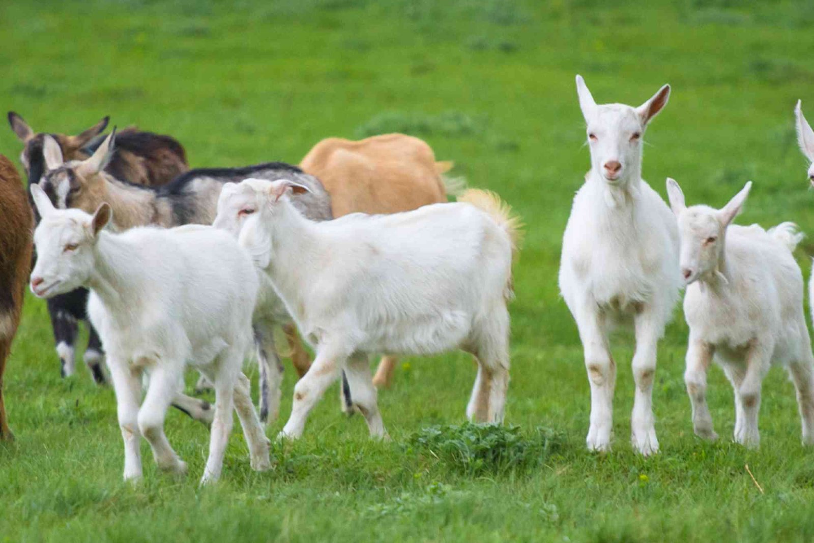 Exploring Where to Rent Goats to Clear Grass in Solano County What You Should Know