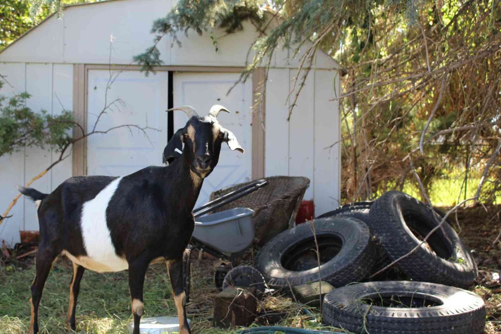Where to Rent Goats to Clear Grass in Solano County — Lyrics, Meaning & Background